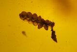 Several Fossil Flies (Diptera) & Liverwort (Bryophyta) in Baltic Amber #139050-1
